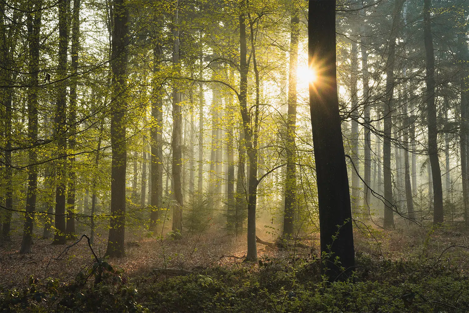 Nachhaltigkeit Stimmungsbild mit Wald und Sonnenstrahlen