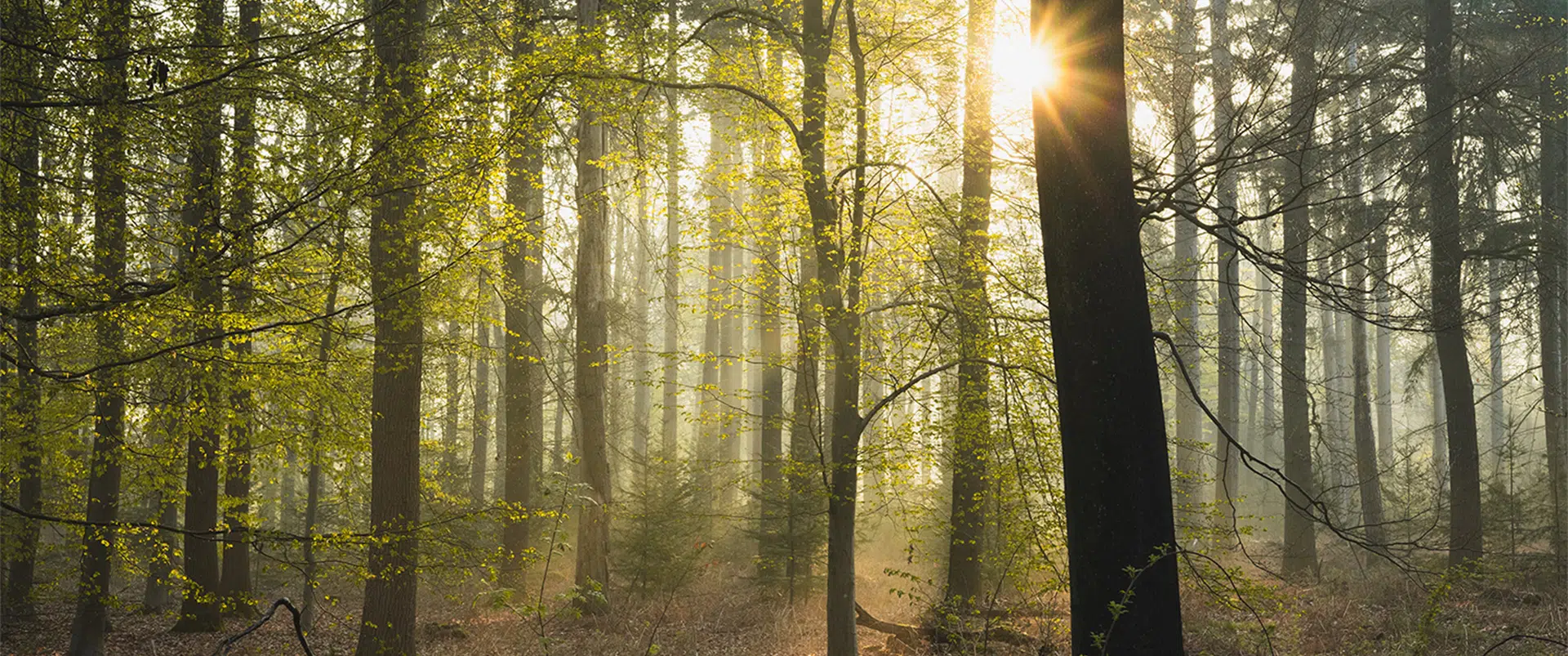 Nachhaltigkeit Stimmungsbild mit Wald und Sonnenstrahlen
