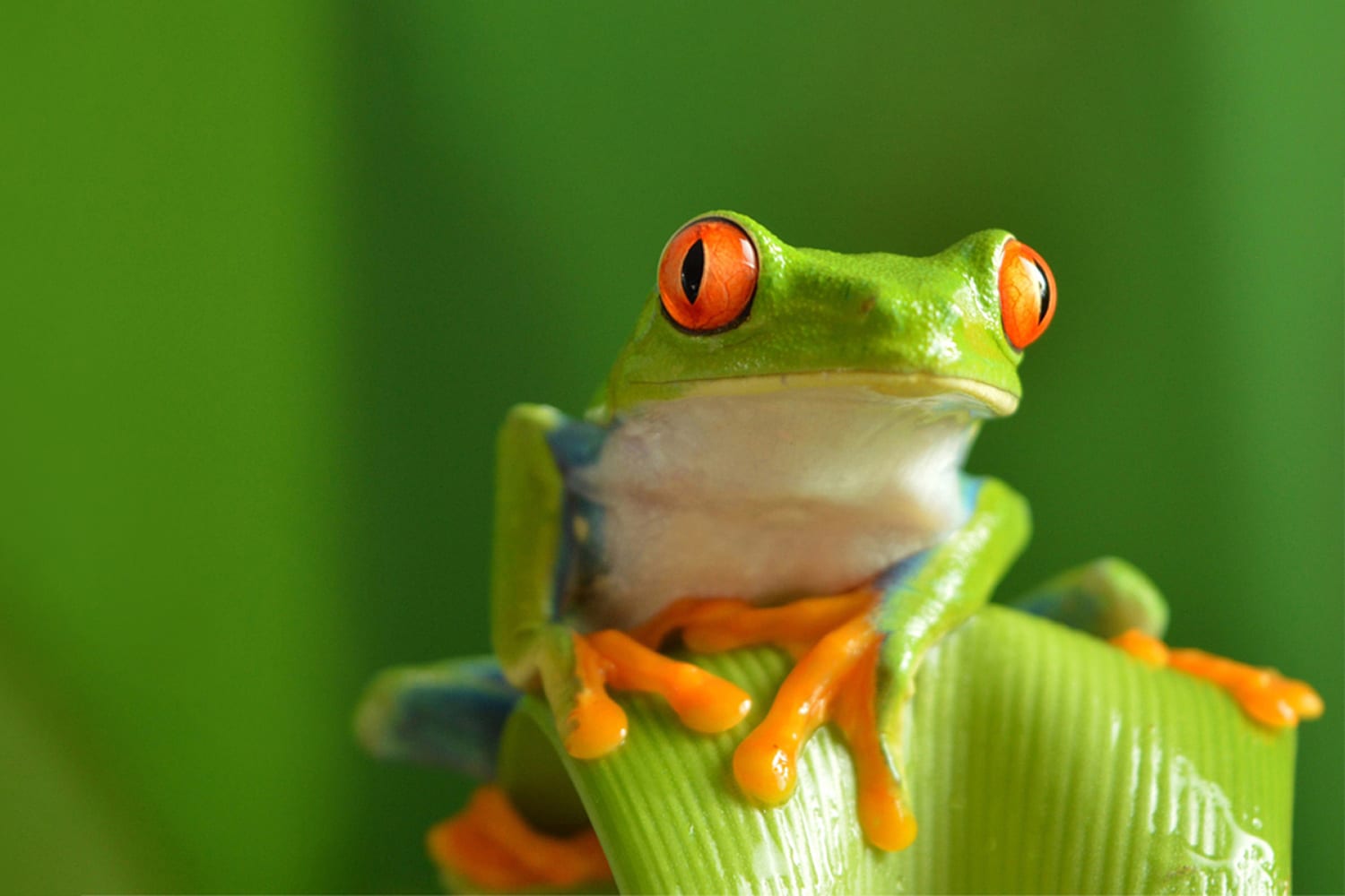 Rainforest Alliance mit grünem Frosch
